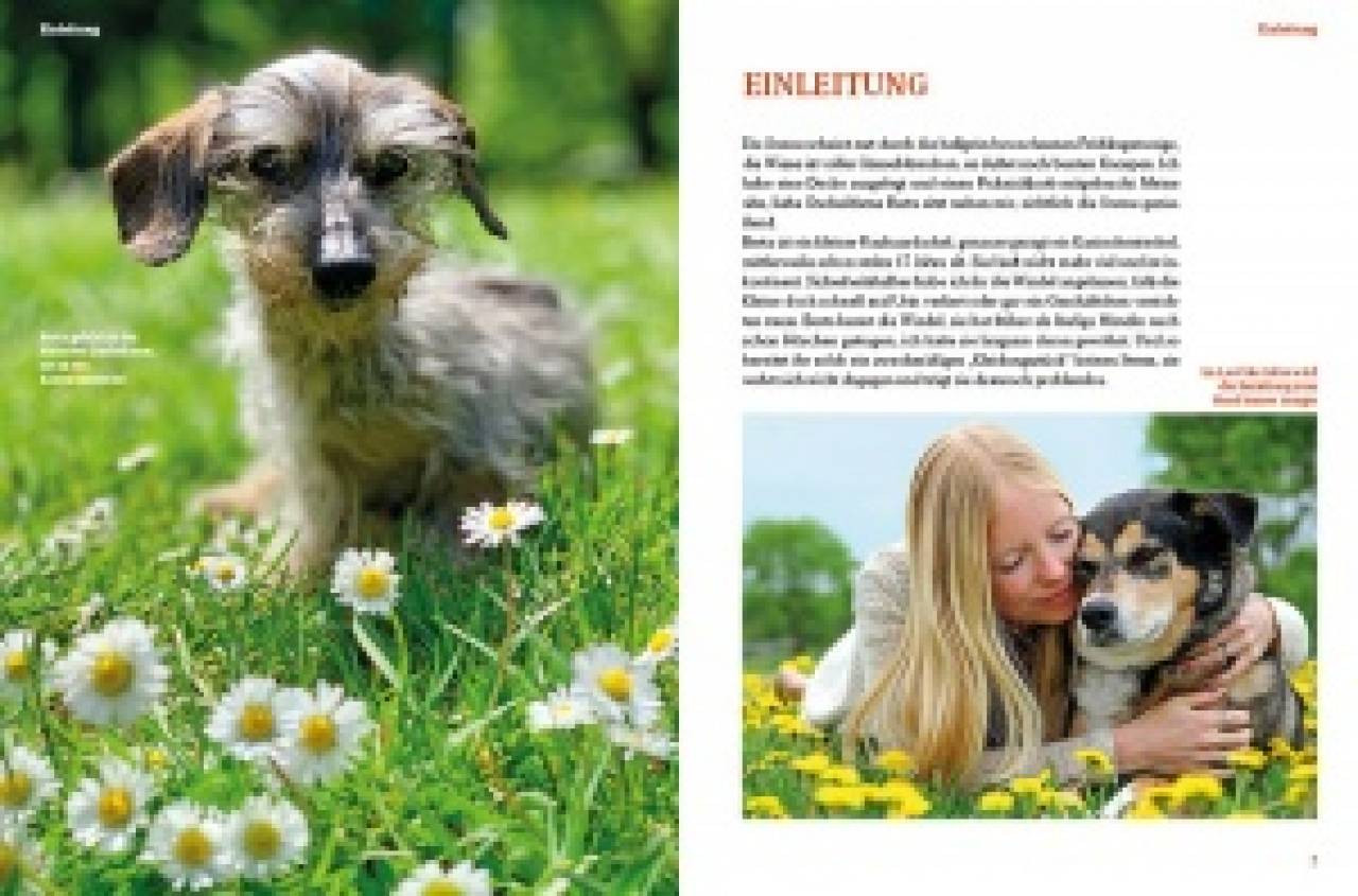 Hunde-Rentner